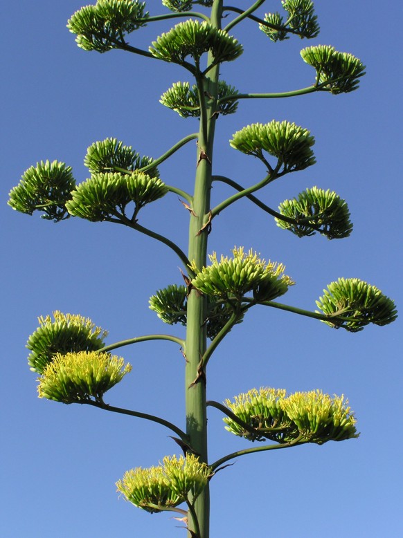 Agave americana